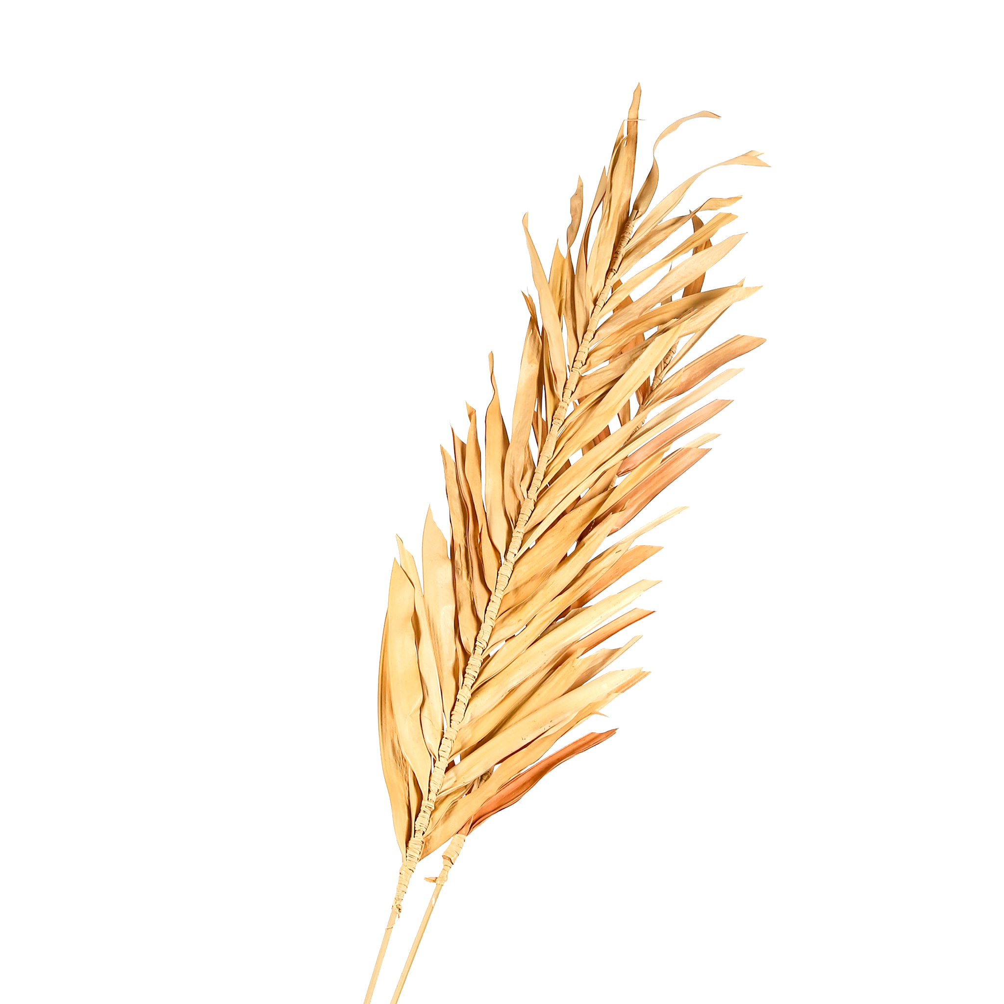 غصن شجره
