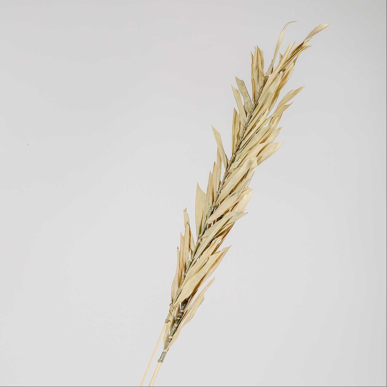A tree branch