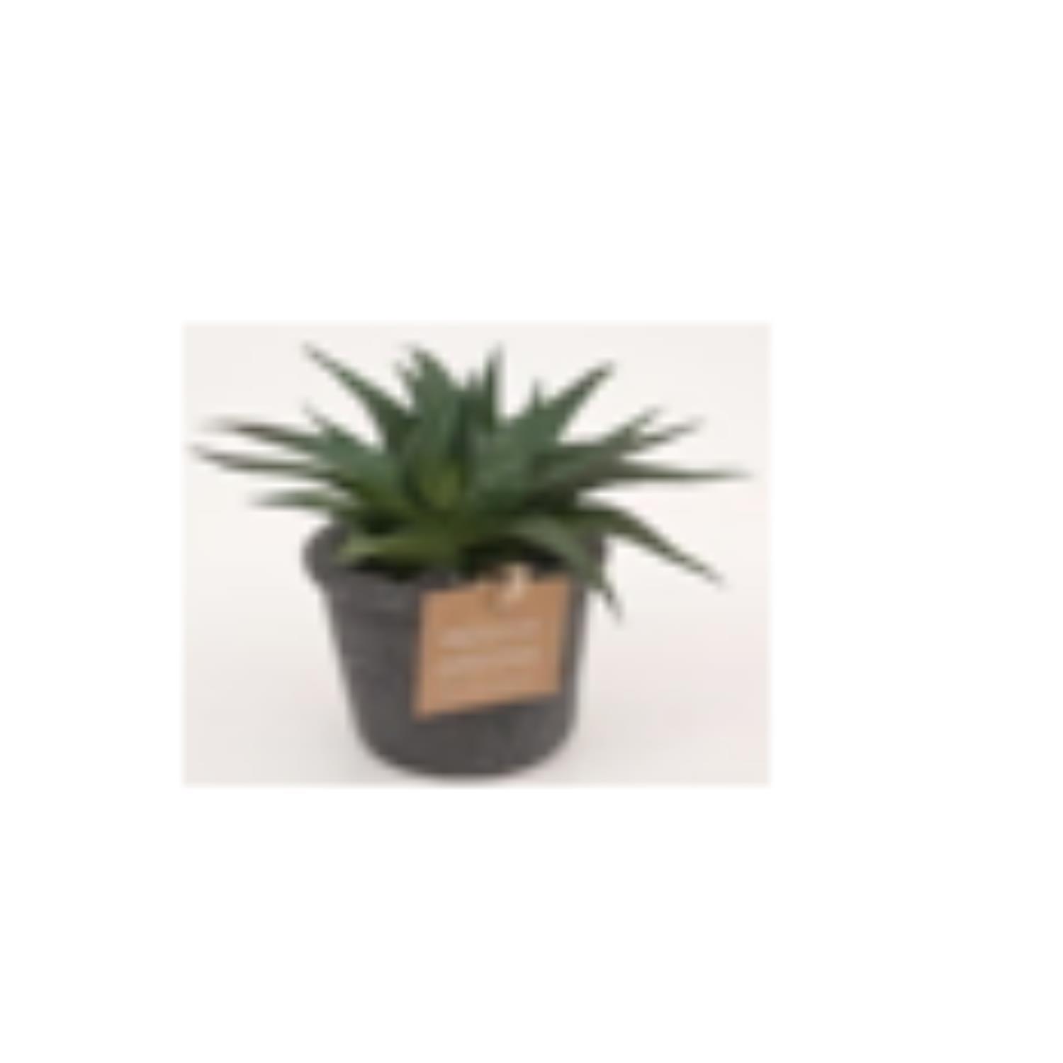Bonasi plant in a pot