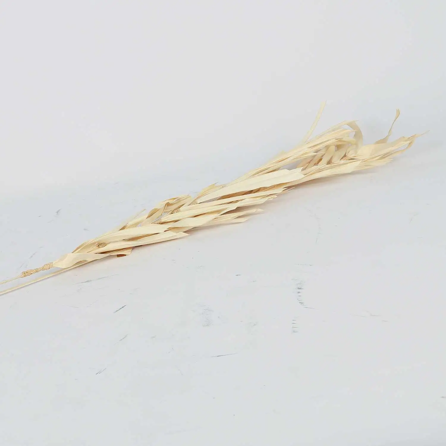 A tree branch