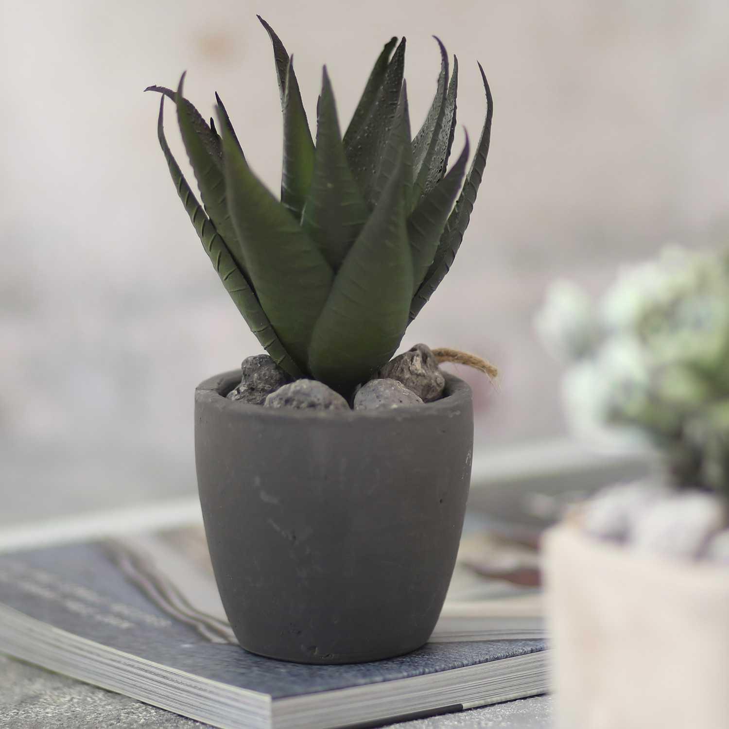 Bonasi plant in a pot