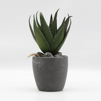 Bonasi plant in a pot