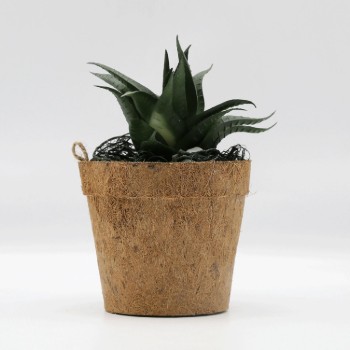 Bonsai in Coco Pot - Multi Color