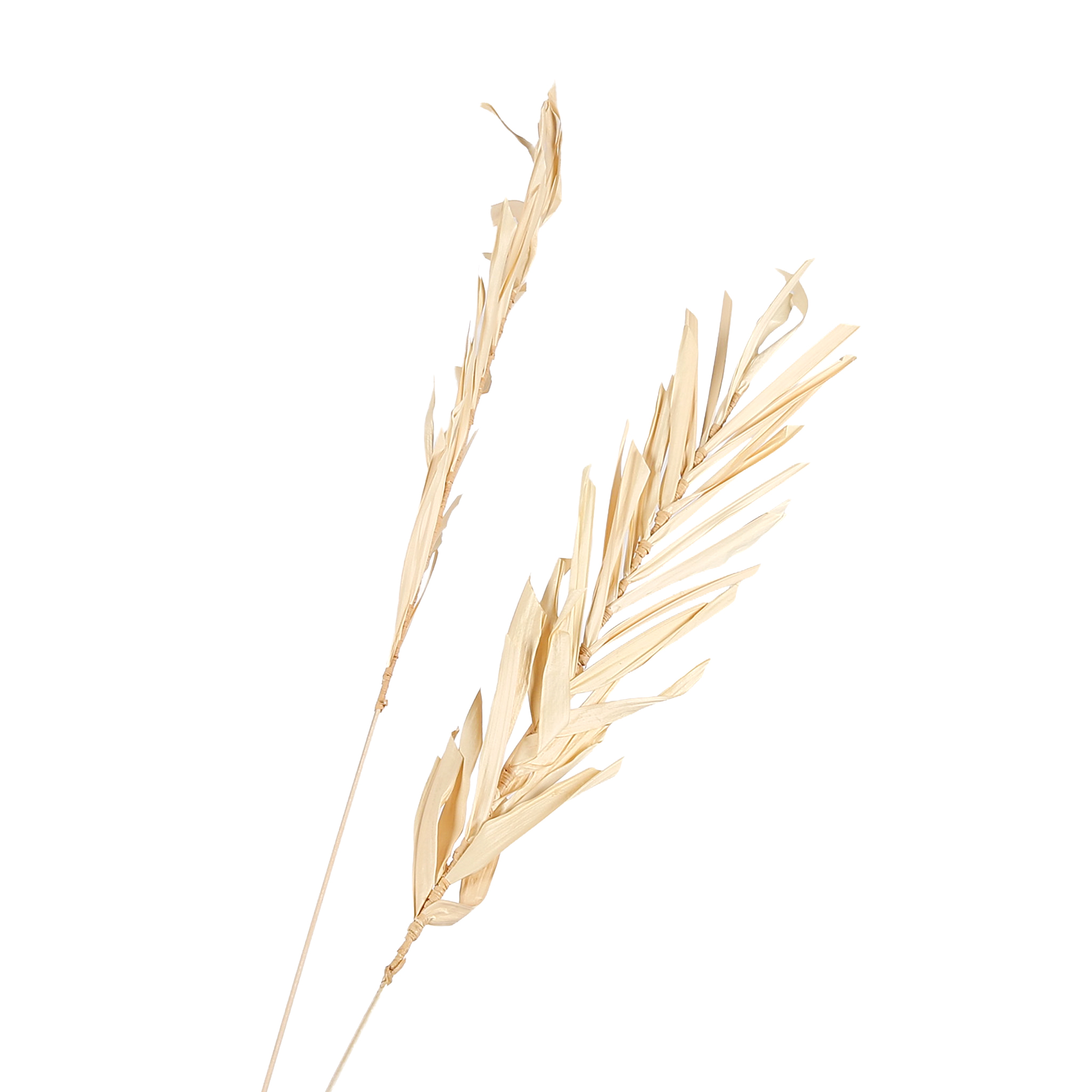 غصن شجرة