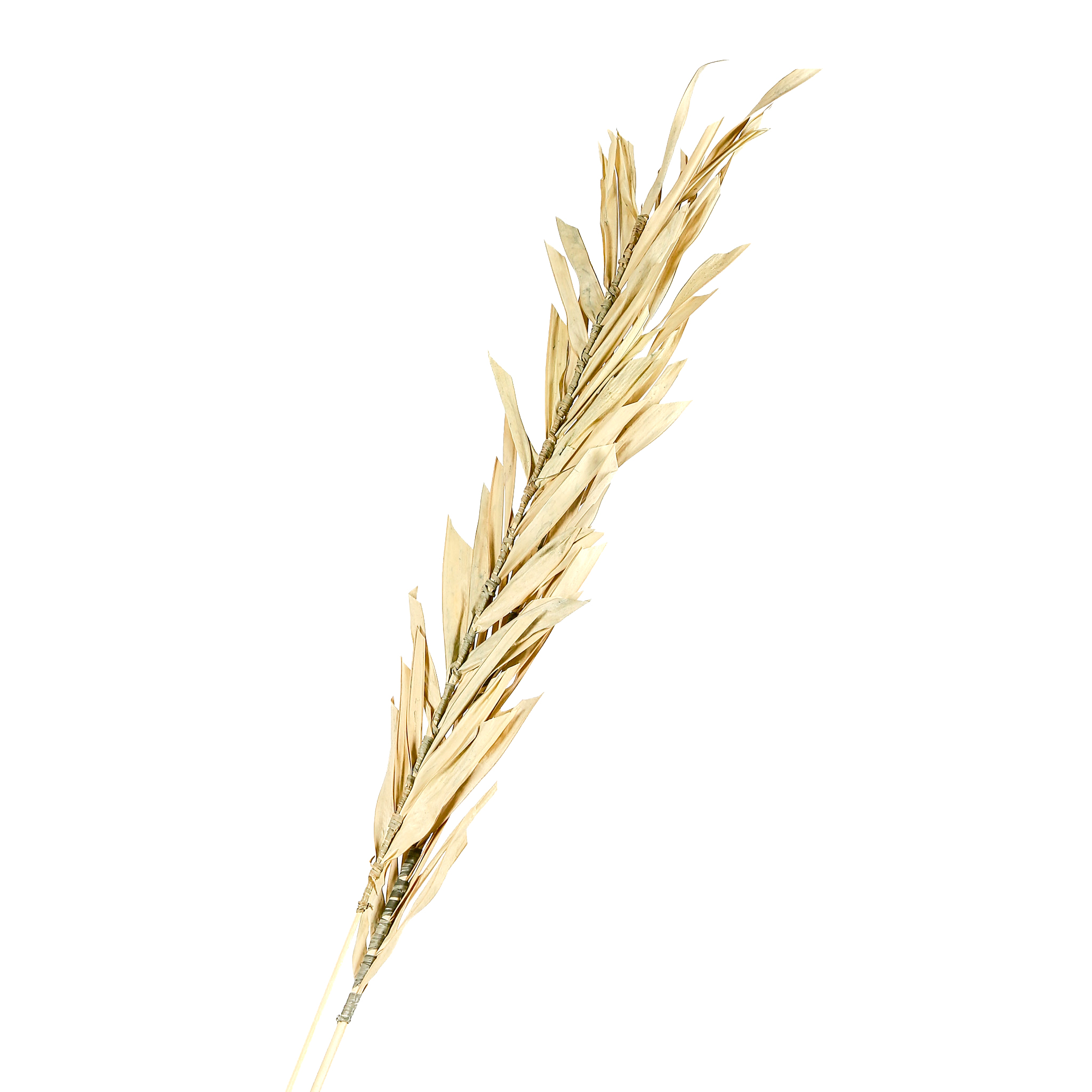 غصن شجره