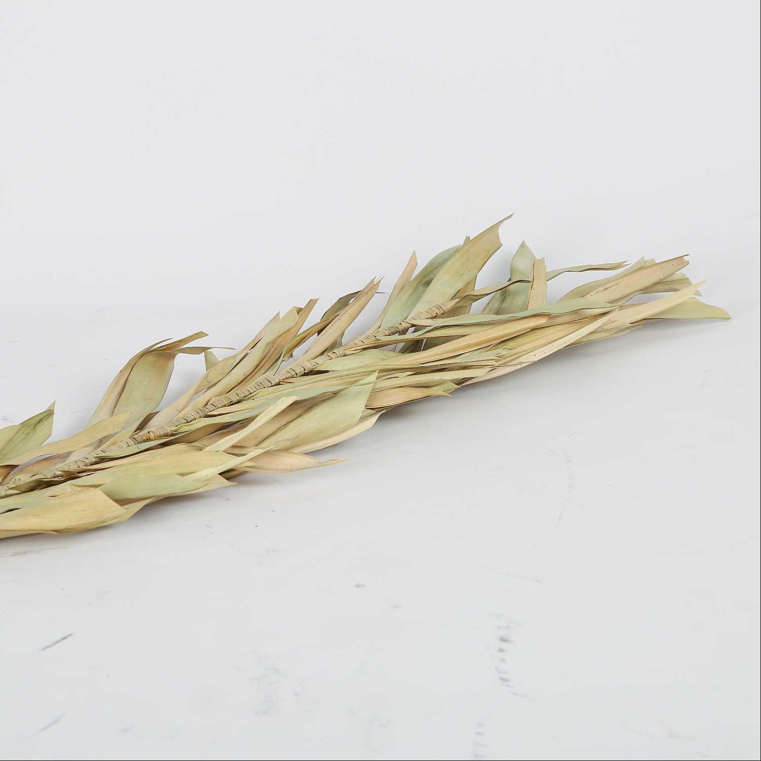 A tree branch