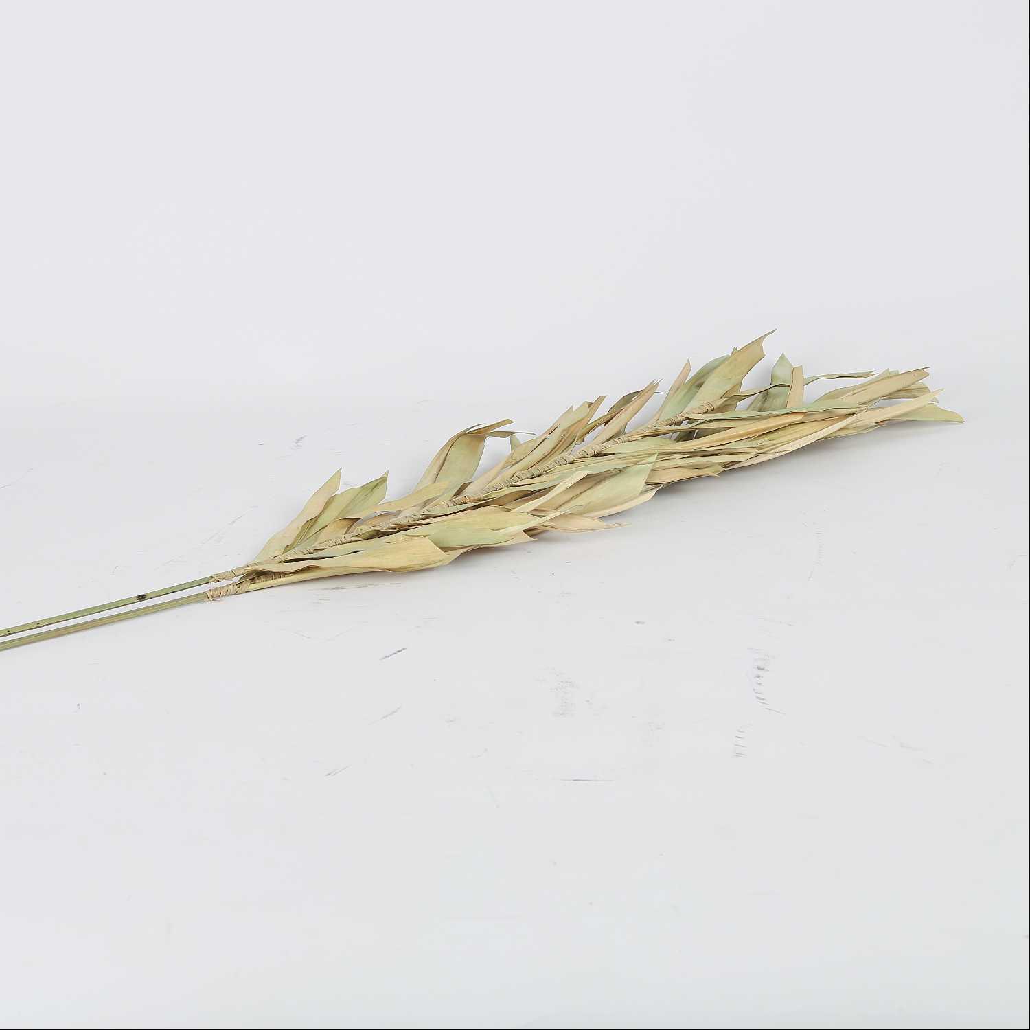 A tree branch