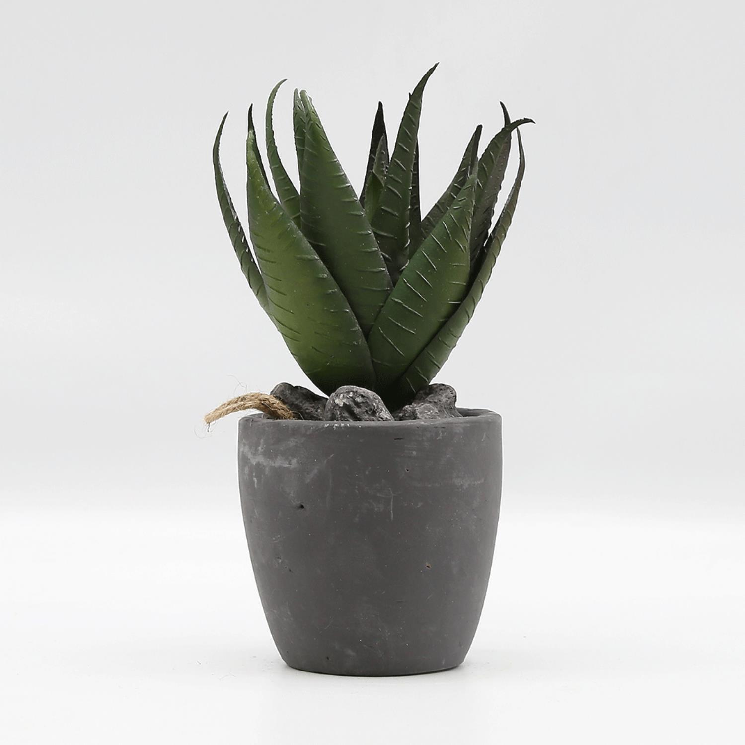 Bonasi plant in a pot